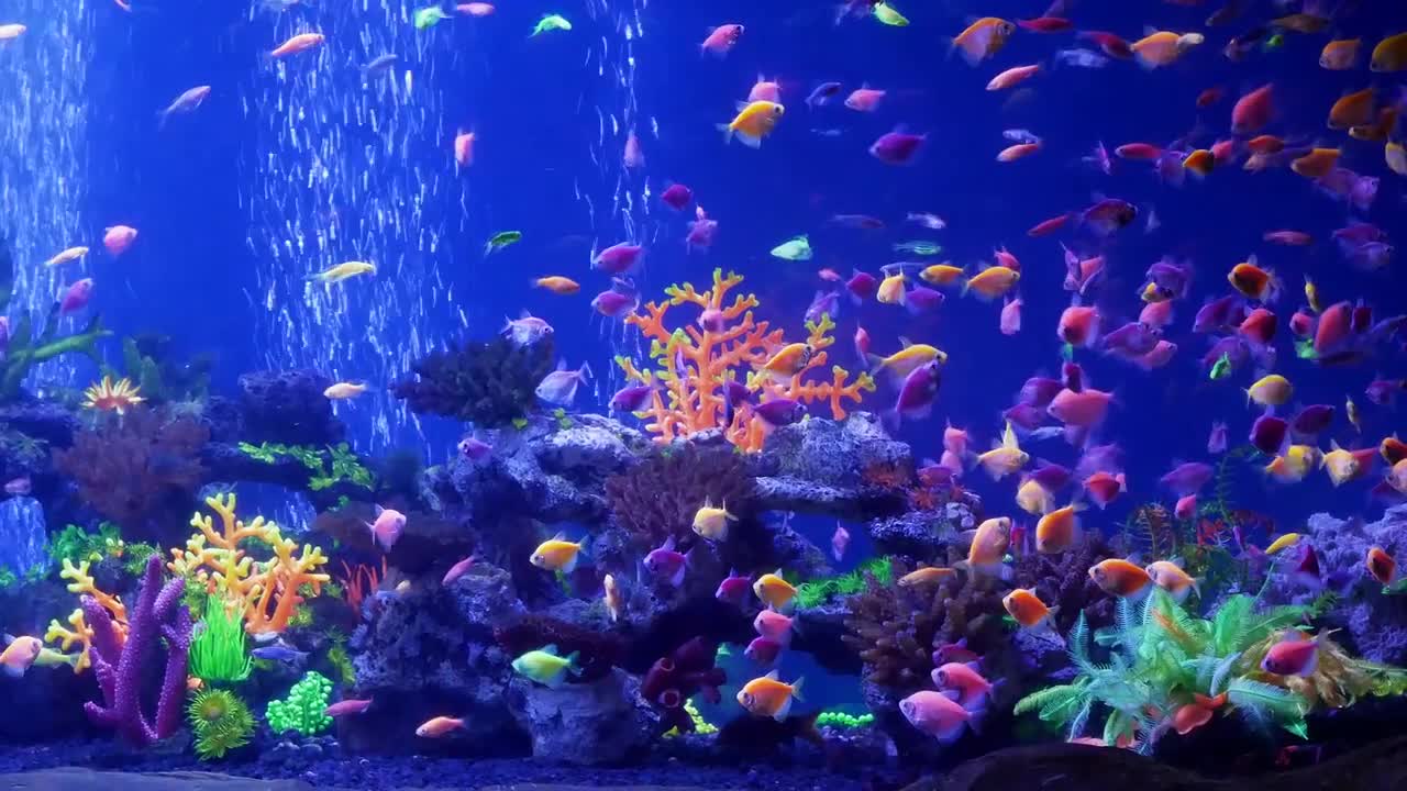 Tropical Fish In Aquarium - Stock Video | Motion Array