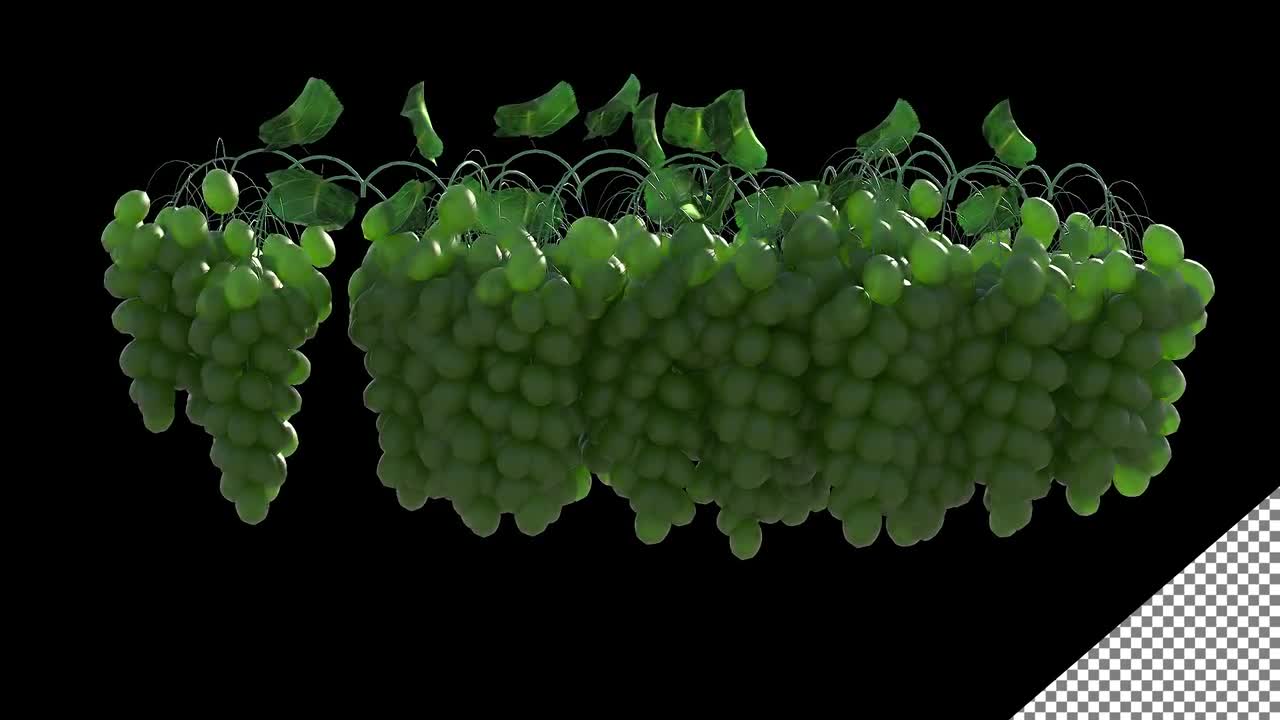 Grapes Growth Pack Stock Motion Graphics Motion Array