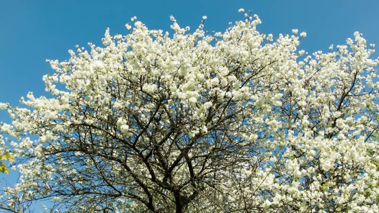 Cherry Blossom Tree: Stock Video