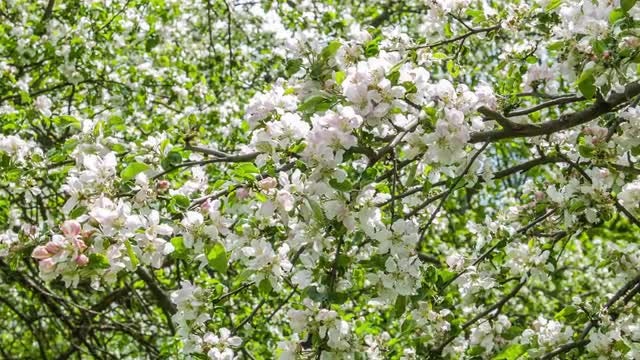 Apple Tree Flowers: Stock Video