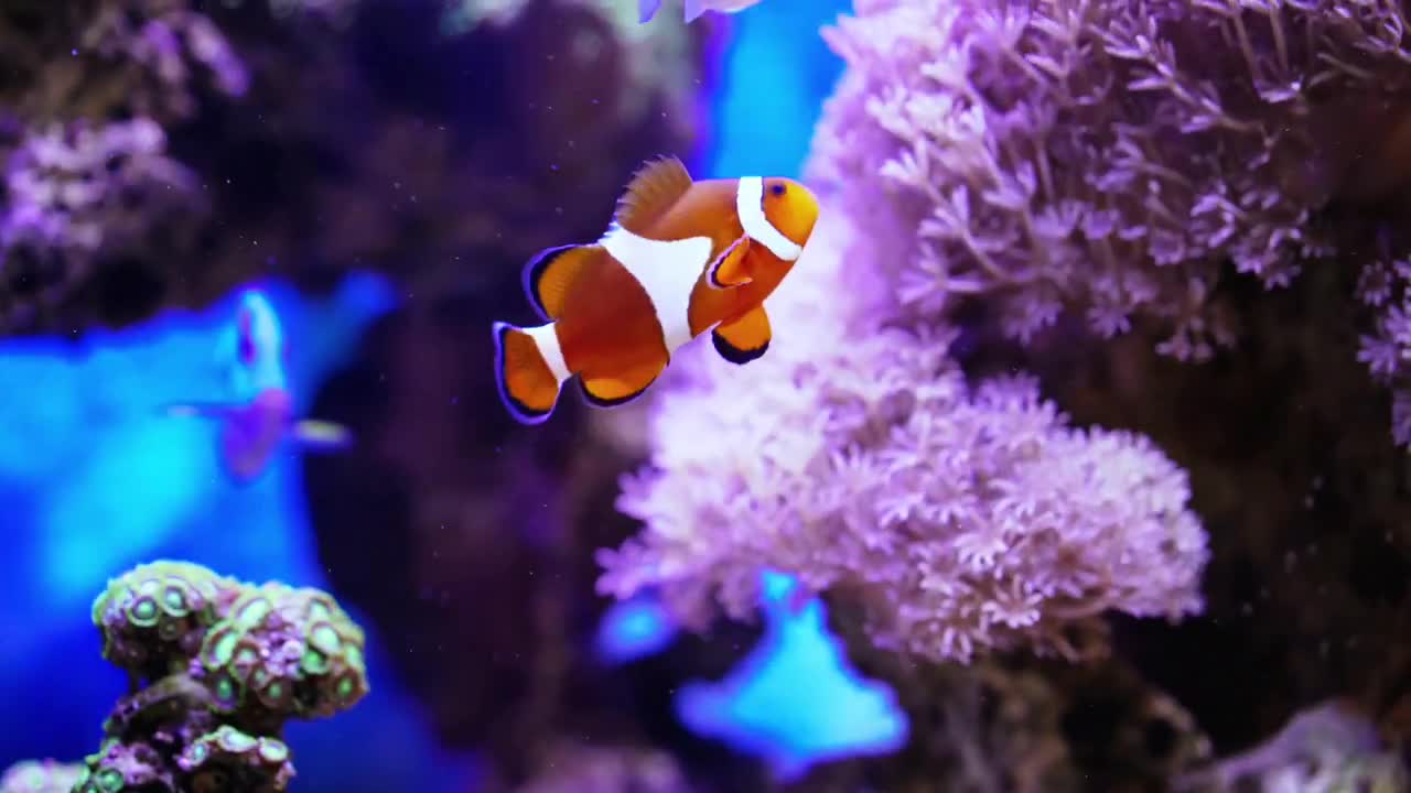 Tropical Fish - Stock Video | Motion Array