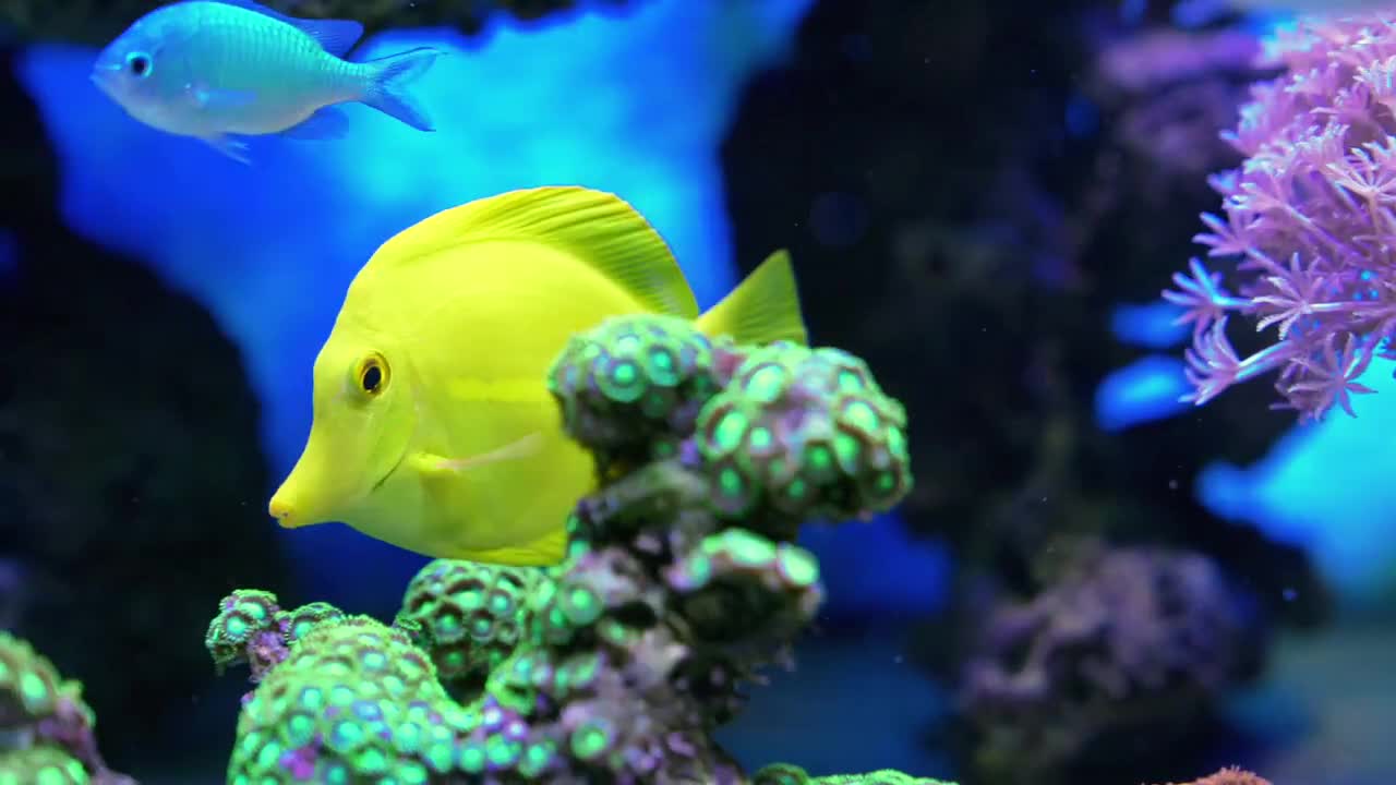 Fish Swimming - Stock Video | Motion Array