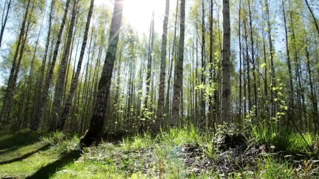 Birch Tree Forest: Stock Video