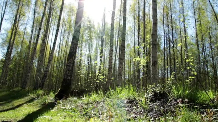 Birch Tree Forest: Stock Video