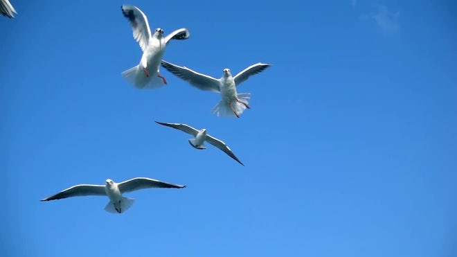 Birds Flying In The Sky Stock Video Motion Array Birds Flying In The Sky Stock Video Motion Array