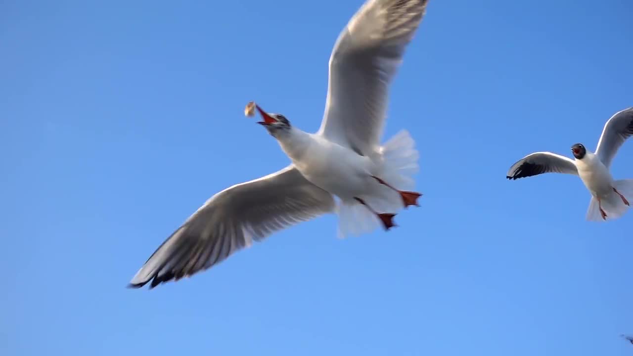 Birds Catch Food Stock Video Motion Array