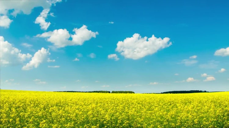 Time Lapse Of Colza Field: Stock Video