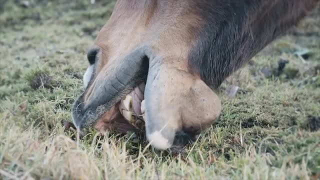 Horse Eating In Slow Motion: Stock Video