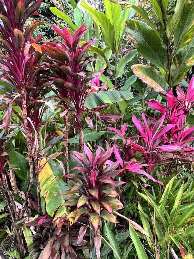 A Cordyline Plant With Bright Red Leaves - Stock Photos | Motion Array