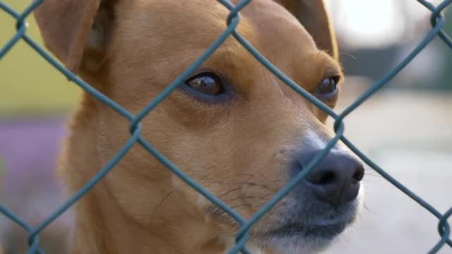 Sad Dog: Stock Video