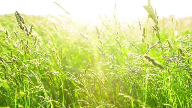 Green Grass: Stock Video