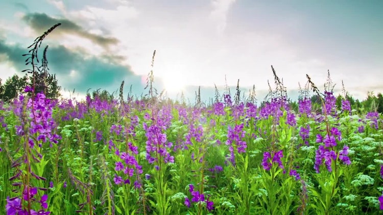 Fireweed: Stock Video