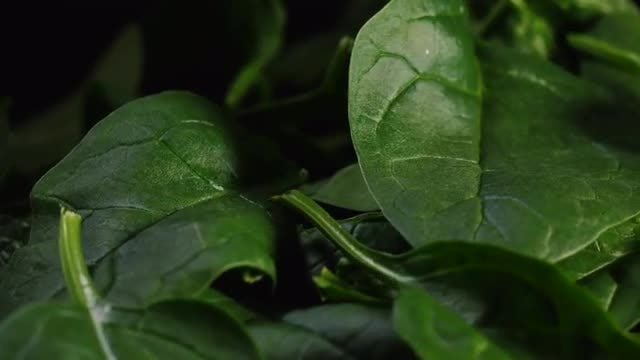 Spinach: Stock Video