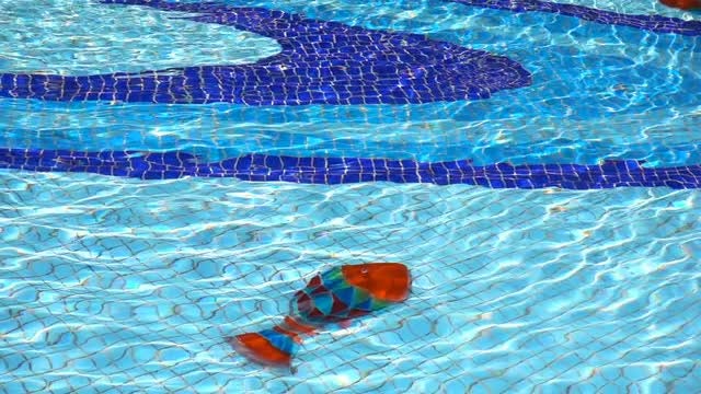 Colorful Fish Under The Water: Stock Video