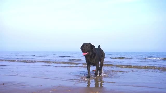 Black Dog On The Beach: Stock Video