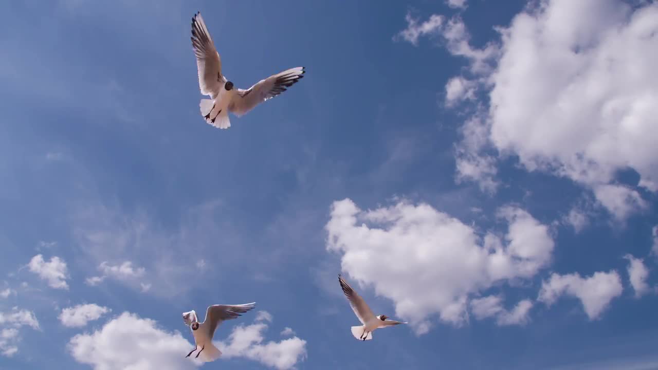 Flying Birds Stock Video Motion Array