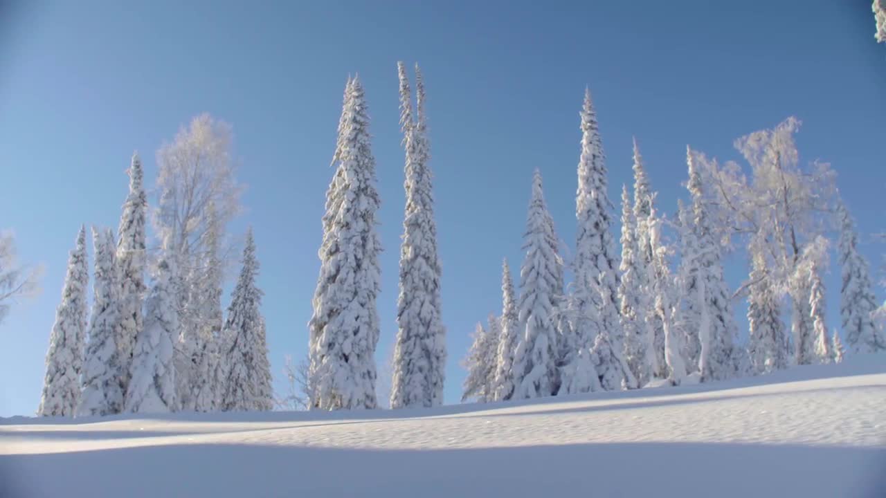 frosty forest siberians