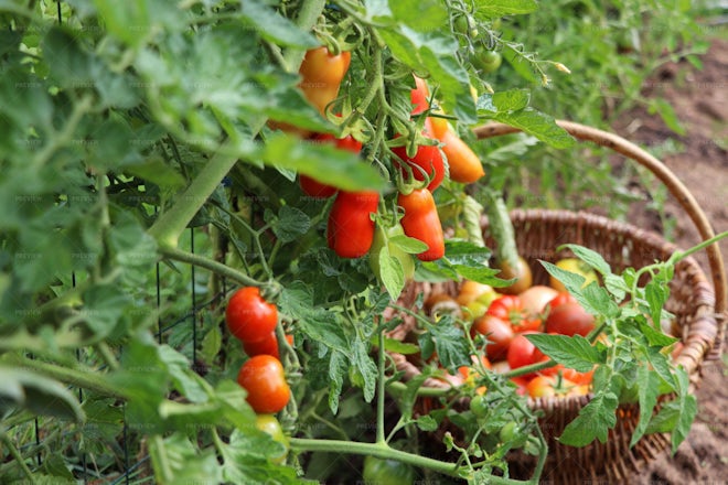 Tomatoes Gardening - Stock Photos | Motion Array