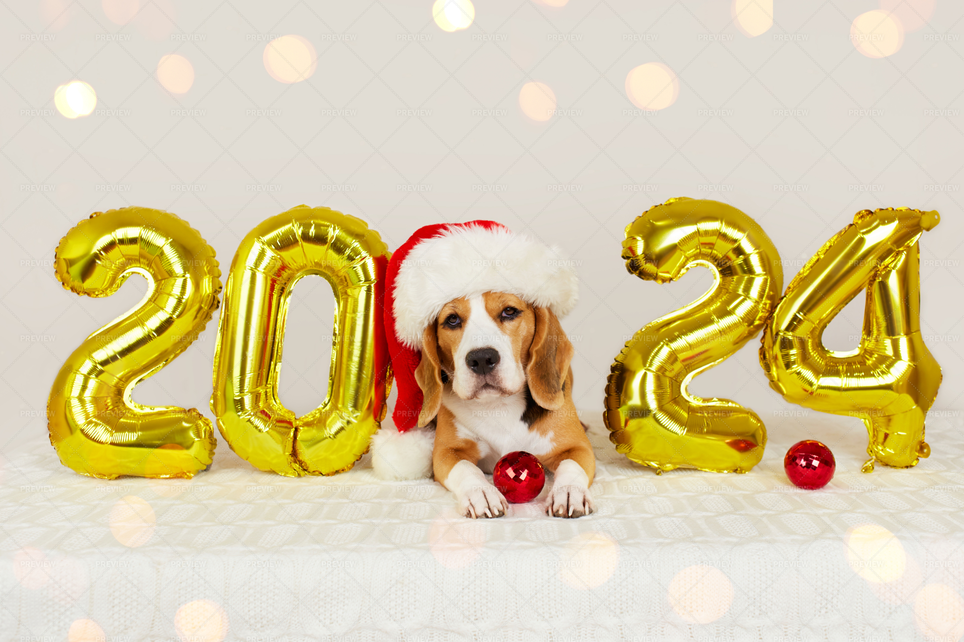 Happy New Year 2024 With A Dog Stock Photos Motion Array   Preview 1975366 QtCeSLD2My417DEQ Large 