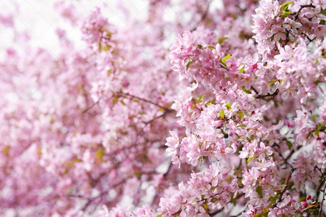 Pink Flowers Of Cherry Tree - Stock Photos | Motion Array