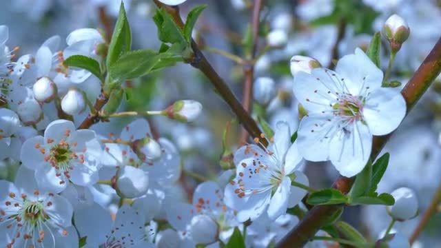 White Cherry Flowers: Stock Video