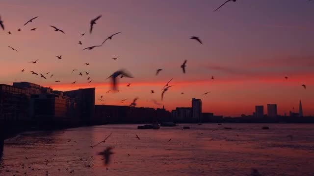 Seagulls Hovering Around At Dusk: Stock Video