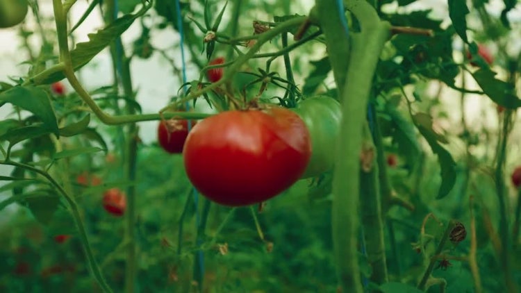 A Large Tomato: Stock Video