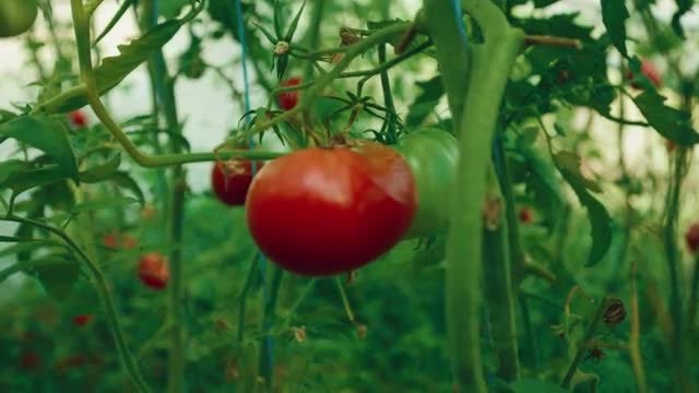 A Large Tomato: Stock Video