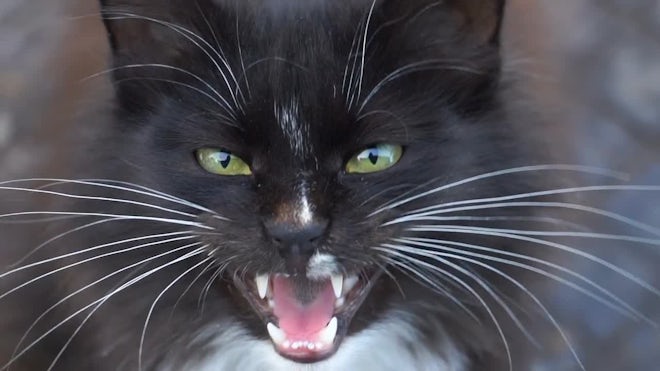 4,700 Angry Cat Stock Video Footage - 4K and HD Video Clips