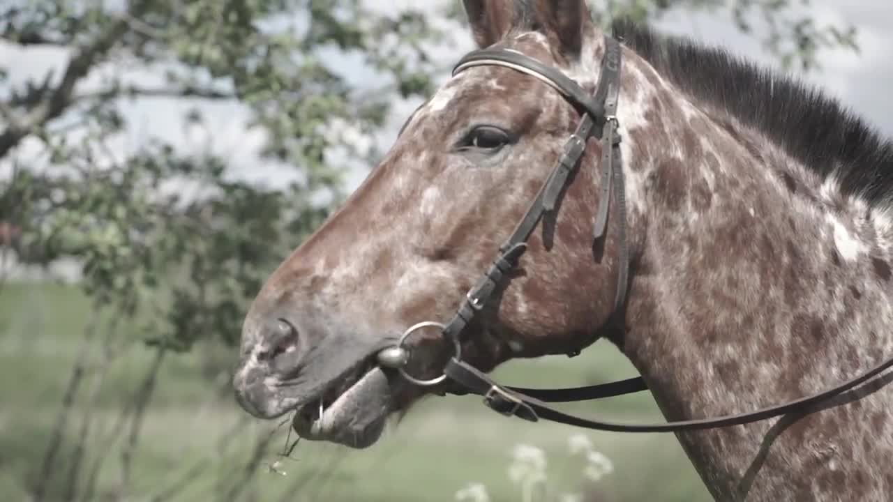 Horse Chewing Grass Stock Video Motion Array