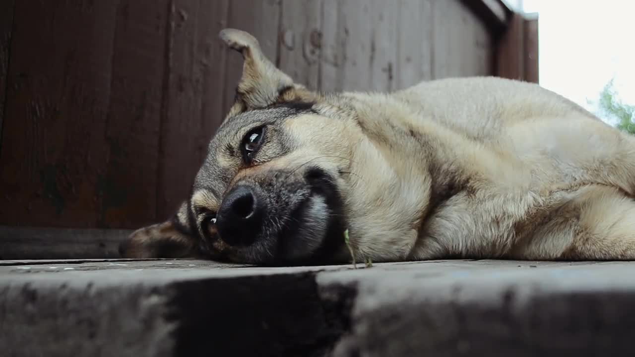 Lazy Dog Stock Video Motion Array