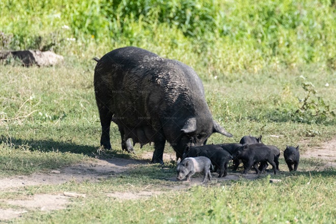 Little Milk Piglets With Sow Pig - Stock Photos | Motion Array