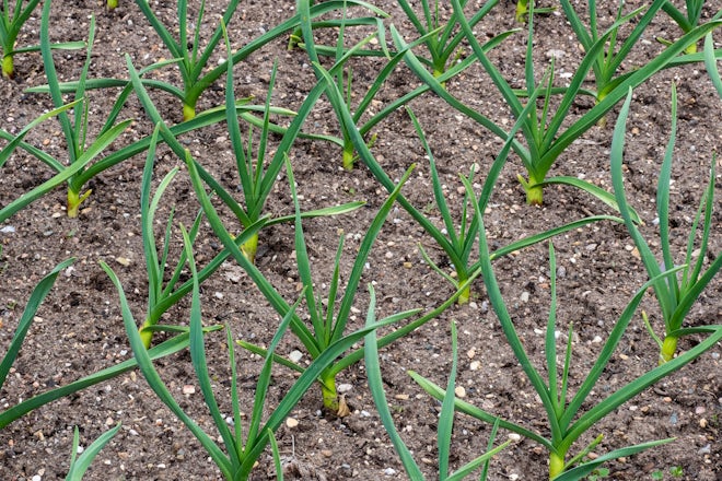 Young Leek Plants Growing - Stock Photos | Motion Array