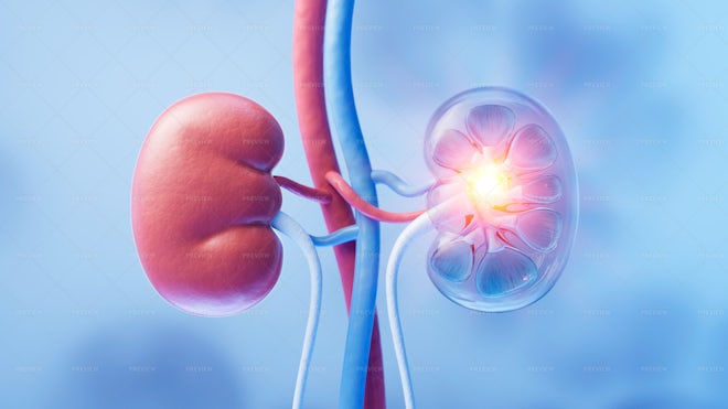 Kidneys With A Glow - Graphics | Motion Array