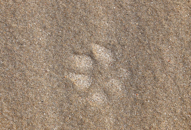 Paw Print In Sand - Stock Photos | Motion Array