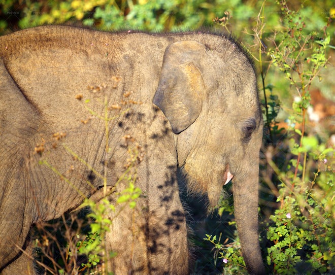 Small Indian Baby Elephant - Stock Photos | Motion Array