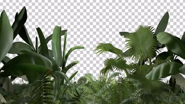 Tropical Scene Overlay: Stock Motion Graphics