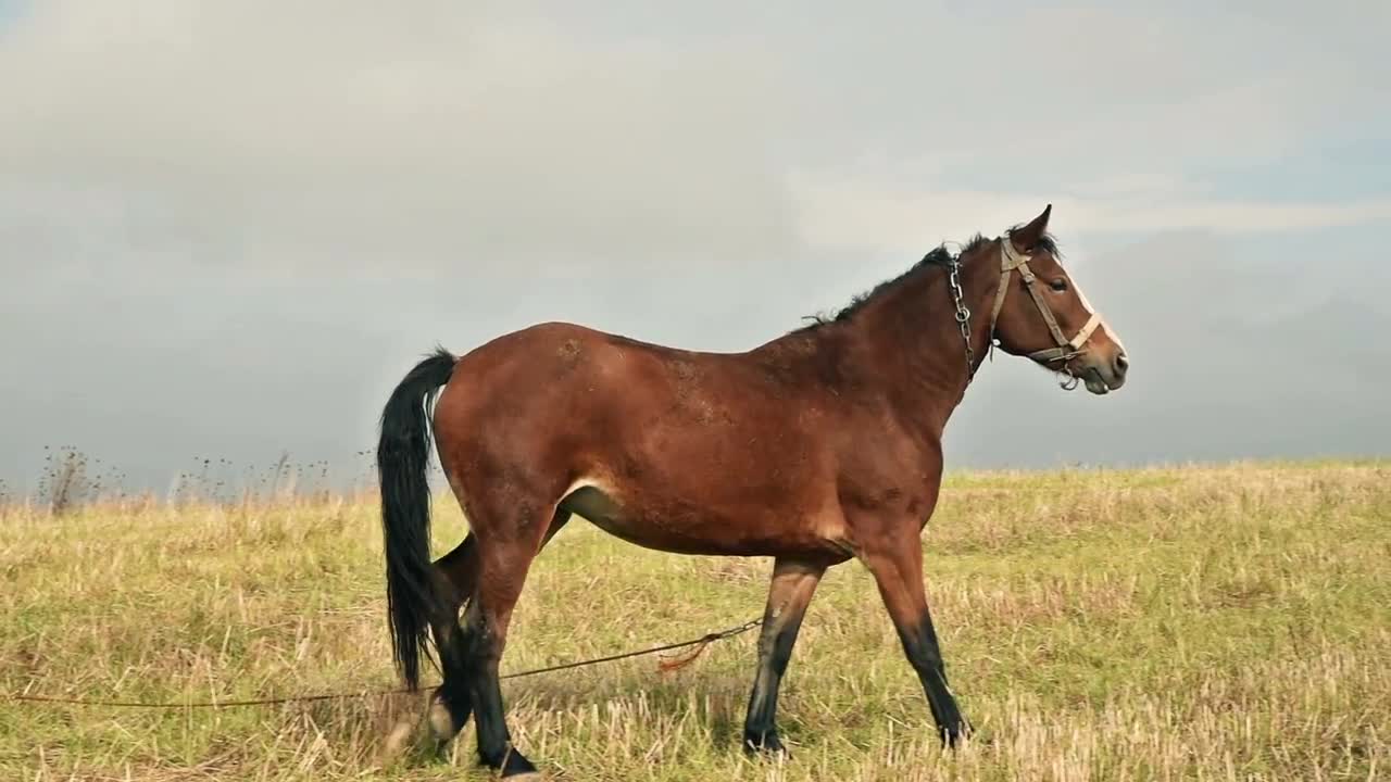 A Majestic Horse - Stock Video | Motion Array