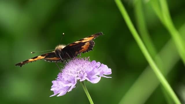 Butterfly Feeding On Nectar: Stock Video