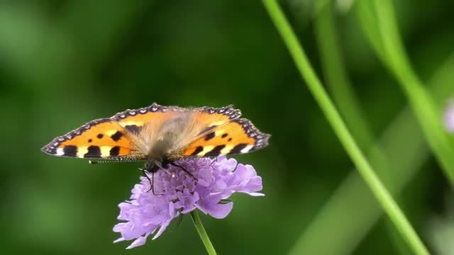 Butterfly On Flower: Stock Video