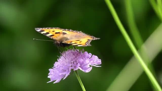 Butterfly And Honey Bee: Stock Video