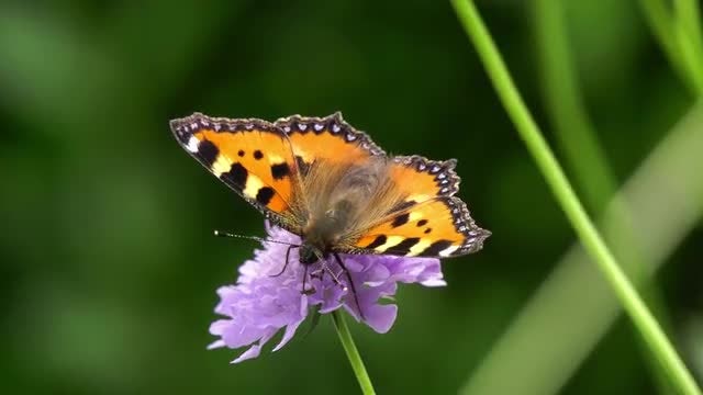 Close-up Of A Butterfly: Stock Video