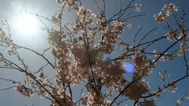 Spring Season: Stock Video