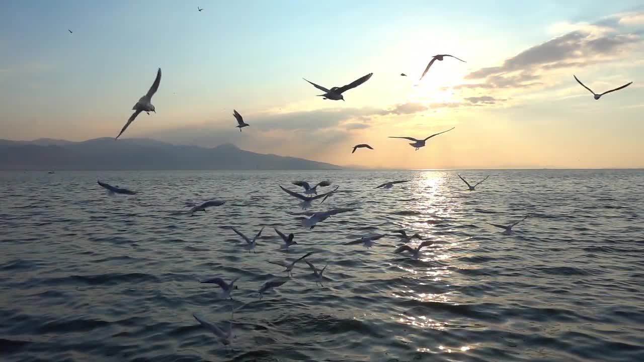 Seagulls Flying At Sunset Stock Video Motion Array