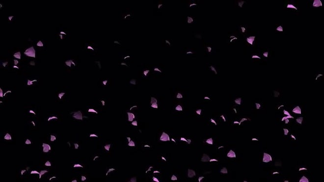Cherry Blossom Petals Cascade Overlay - Stock Motion