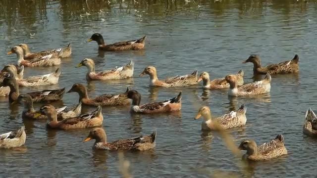 Ducks In Water: Stock Video