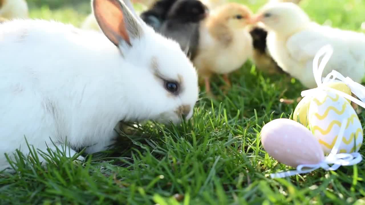 cuddly easter chick