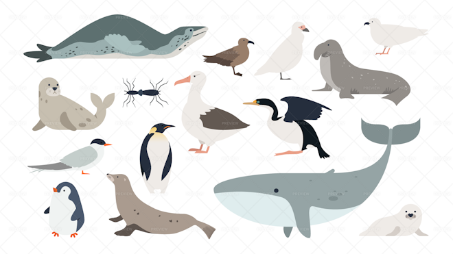 Animals Of Antarctica - Graphics | Motion Array