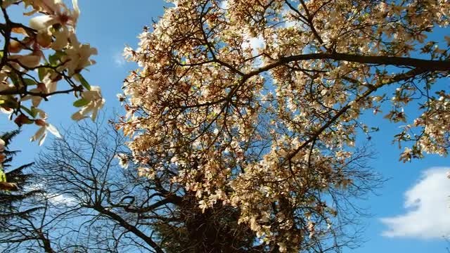 Cherry Trees: Stock Video