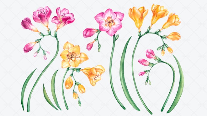 10 Watercolor Freesia Illustrations - Graphics 